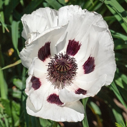 Picture of Papaver Orientale- Royal Wedding